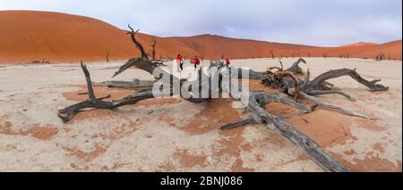 Touristen zu Fuß unter den alten Toten Camelthorn Baum (Vachellia erioloba) im Deadvlei, Sossusvlei, Namib Naukluft National Park, Namibia Stockfoto