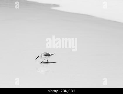 Sanderling (Calidris alba) Wandern auf nassem Sand, Galapagos, November. Stockfoto