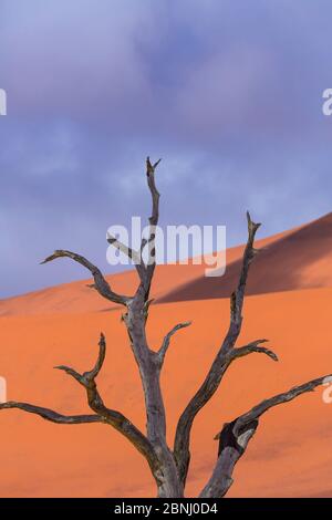 Alten Toten Camelthorn Baum (Vachellia Erioloba) im Deadvlei, Salzpfanne Sossusvlei, Namib-Naukluft-Nationalpark, Namibia Stockfoto