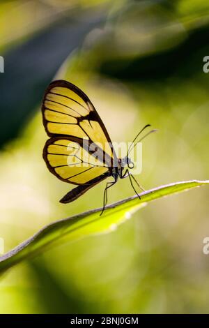 Schmetterling mit Glasflügeln (Greta oto), Rumi Wilco Nature Reserve, Vilcabamba, Ecuador. November. Stockfoto