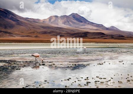 Anden Flamingos (Phoenicoparrus andinus) auf dem Altiplano, Provinz Sur Lipez, Departamento Potosi, Bolivien. Dezember 2013. Stockfoto