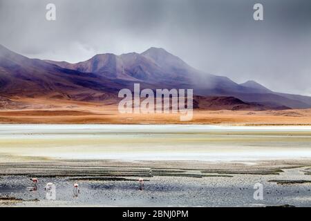 Anden Flamingos (Phoenicoparrus andinus) auf dem Altiplano, Provinz Sur Lipez, Departamento Potosi, Bolivien. Dezember 2013. Stockfoto