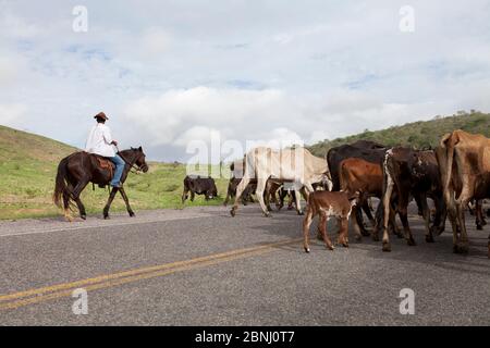 Assunto: Vaqueiro transporta gado por estrada no sertão do Ceará Daten: 06/05/13 Lokal: Pedra Branca/CE Stockfoto