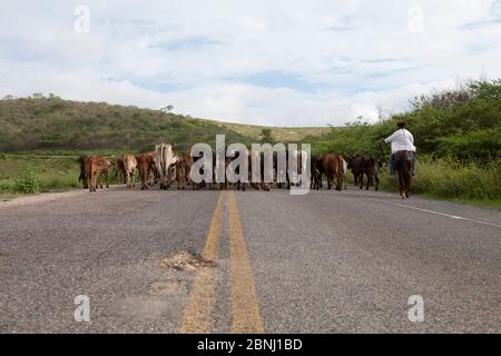 Assunto: Vaqueiro transporta gado por estrada no sertão do Ceará Daten: 06/05/13 Lokal: Pedra Branca/CE Stockfoto