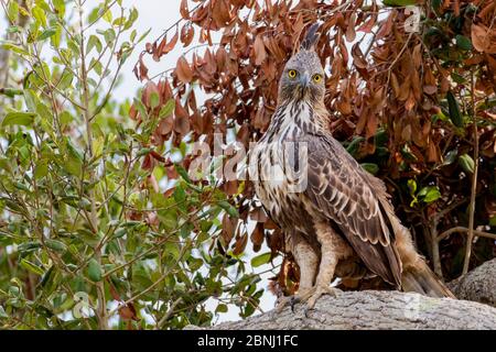 Haubenfalkenadler (Nisaetus cirrhatus) thront, Yala Nationalpark, Südprovinz, Sri Lanka. Stockfoto