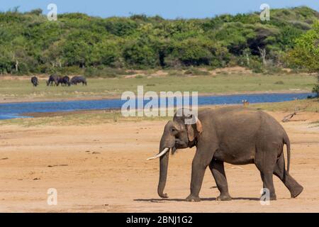 Sri Lanka Elefant (Elephas maximus maximus) Wandern, Yala Nationalpark, Südprovinz, Sri Lanka. Stockfoto