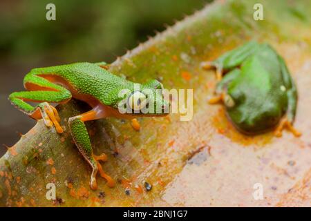 Amazonas-Laubfrösche (Agalychnis hulli) auf einer Bromelie. Arajuno, Pastaza, Ecuador. Stockfoto