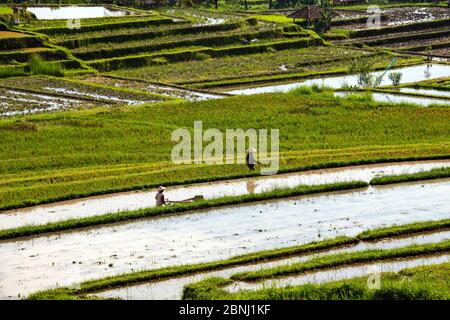 Zwei Bauern arbeiten in Reisfeldern Jatiluwih Bali Indonesien Stockfoto