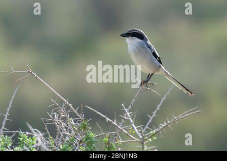 Grauwürger {Lanius excubitor}, Fuerteventura, Kanarische Inseln, Spanien, Dezember. Stockfoto