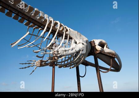 Finnwal (Balaenoptera physisalus) Skelett, eines von mehreren Exemplaren, die im Projekt 'Senda de los cetáceos' (Pfad der Wale), Sal Stockfoto