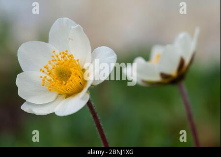 Weiße Dryas / BergAvene / Weiße Dryade (Dryas octopetala), Blumenportrait, Österreich Stockfoto