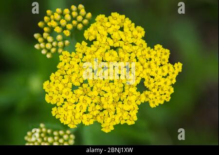 Gelbblühende Schafgarbe (Achillea sp.), Zentralarmenien Stockfoto