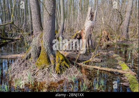 Schwarzerle (Alnus glutinosa) Sumpfwald, Neusiedler See, Ungarn Stockfoto