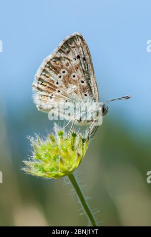 Kreideberg Blau (Lysandra coridon), Bayern, Deutschland, Juli. Stockfoto