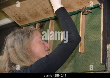 Samantha Pickering Öffnen einer Fledermausbox in einem Flugkäfig in der Dämmerung, um eine gerettete braune Langohrfledermaus (Plecotus auritus) zu ermutigen, so dass seine abili Stockfoto