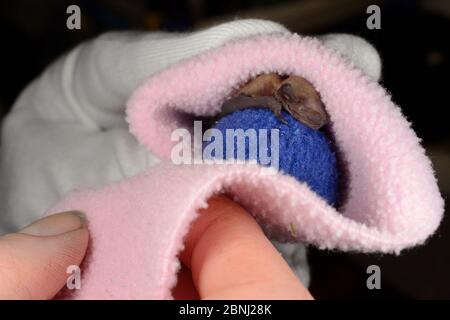 Gerettet Woche-alten verlassenen Gemeine Zwergfledermaus Welpen (Pipistrellus pipistrellus) Festhalten an einem Ball aus Stoff und in einem Vlies gewickelt vor sein Stockfoto