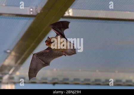 Gerettete Gemeine Zwergfledermaus (Pipistrellus pipistrellus), die in der Abenddämmerung in einem Flugkäfig fliegt, mit ihrer Fähigkeit, Insekten auf dem Flügel zu fangen, getestet b Stockfoto