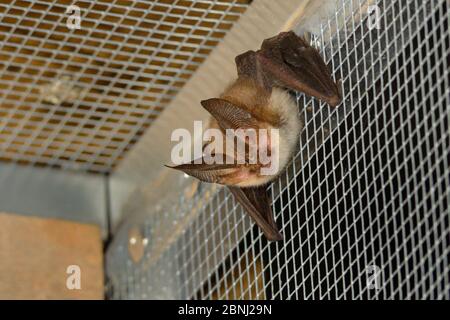 Gerettete braune Langohrfledermaus (Plecotus auritus), die nach der Landung in einem Flugkäfig ruht und ihre Genesung und Fähigkeit hat, Insekten auf dem Flügel zu fangen Stockfoto