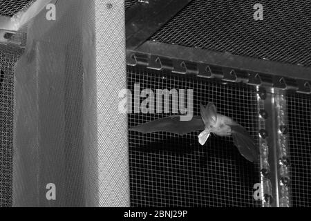 Gerettete braune Langohrfledermaus (Plecotus auritus), die in einem Flugkäfig fliegt und eine Motte isst, die sie gefangen hat und die ihre Fähigkeit hat, Insekten auf dem Flügel zu fangen Stockfoto