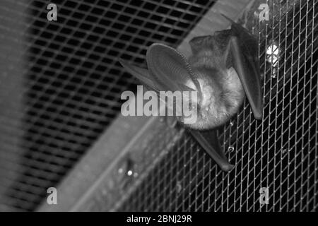Gerettete braune Langohrfledermaus (Plecotus auritus), die nach der Landung in einem Flugkäfig ruht und ihre Genesung und Fähigkeit hat, Insekten auf dem Flügel zu fangen Stockfoto