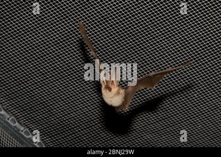 Gerettete braune Langohrfledermaus (Plecotus auritus) mit einem verletzten Ohr fliegen in einem Flugkäfig, mit seiner Erholung und Fähigkeit, Insekten auf der zu fangen Stockfoto