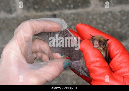 Whiskered Fledermaus (Myotis mystacinus) mit einem Flügel beschädigt von einer Katze in einem Flugkäfig inspiziert, wo seine Erholung und Flugfähigkeit wird als die getestet Stockfoto