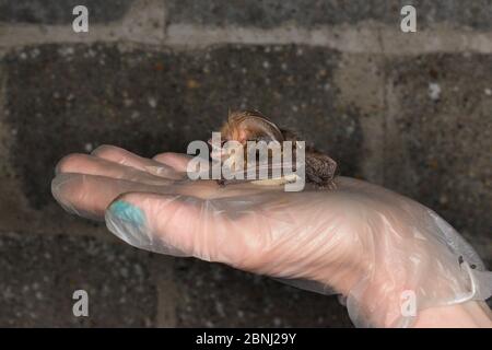 Gerettete braune Langohrfledermaus (Plecotus auritus) in einer Hand gehalten, um ihre Genesung und Flugfähigkeit in einem Flugkäfig vor Release b getestet zu haben Stockfoto