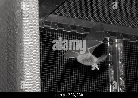 Gerettete braune Langohrfledermaus (Plecotus auritus), die in einem Flugkäfig fliegt und eine Motte isst, die sie gefangen hat und die ihre Fähigkeit hat, Insekten auf dem Flügel zu fangen Stockfoto