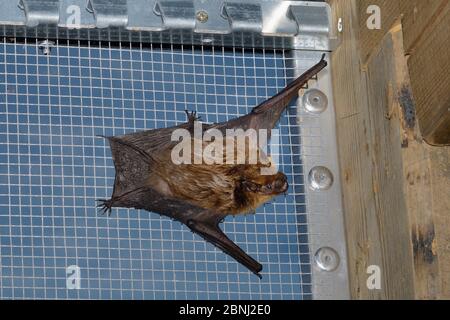 Gerettete Serotinfledermaus (Eptesicus serotinus), die auf Drähten eines Flugkäfigs ruht, wo ihre Genesung und Flugfähigkeit getestet wird, bevor sie freigesetzt wird Stockfoto