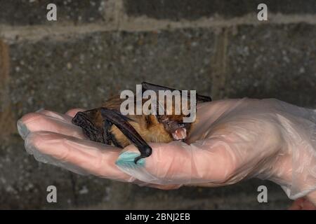 Gerettete Serotinfledermaus (Eptesicus serotinus) in einer Hand gehalten, über seine Genesung und Fähigkeit zu fliegen in einem Flugkäfig getestet, bevor die Freigabe zurück t Stockfoto