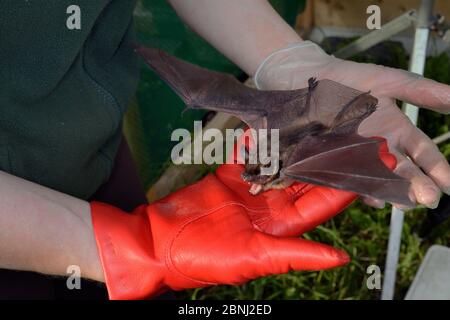 Gerettete Serotinfledermaus (Eptesicus serotinus) in einer Hand gehalten, die eine Drohung zeigt, während seine Genesung und Fähigkeit, in einem Flug zu fliegen getestet Stockfoto