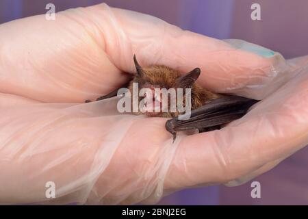 Gerettete Whiskered Fledermaus (Myotis mystacinus) in einer Hand gehalten, über seine Genesung und Fähigkeit zu fliegen in einem Flugkäfig getestet, bevor sie wieder zu entlassen Stockfoto