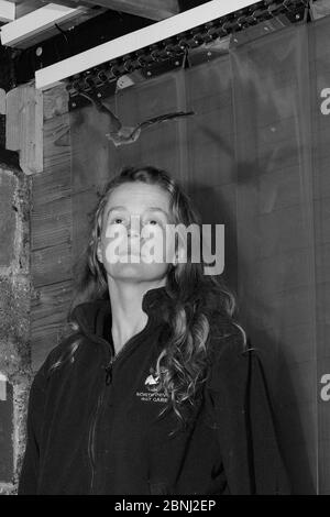 Samantha Pickering beobachtet eine gerettete braune Langohrfledermaus (Plecotus auritus), die um ihren Flugkäfig fliegt, während sie überprüft, ob sie Beute jagen kann Stockfoto