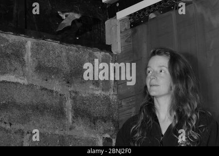 Samantha Pickering beobachtet eine gerettete braune Langohrfledermaus (Plecotus auritus), die um ihren Flugkäfig fliegt, während sie überprüft, ob sie Beute jagen kann Stockfoto