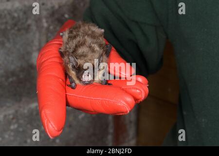 Gerettete Serotinfledermaus (Eptesicus serotinus) in einer Hand gehalten, über seine Genesung und Fähigkeit zu fliegen in einem Flugkäfig getestet, bevor die Freigabe zurück t Stockfoto