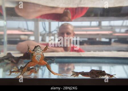 Insassen des Cedar Creek Korrekturen Zentrum anheben gefährdeten Oregon gesichtet Frosch (Rana pretiosa) Gefangenen in diesem Werk gefährdet sind, Stockfoto