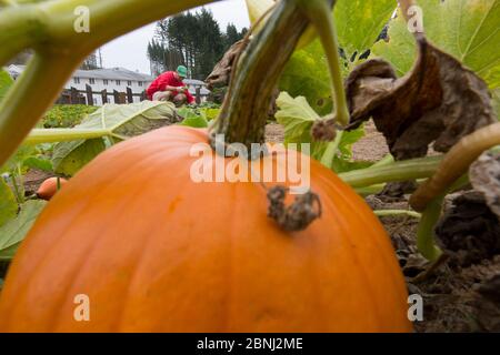 Kürbis (Cucurbita pepo), der im biologischen Garten wächst, der von Häftlingen im Rahmen des Programms „Sustainability in Prison“, Cedar Creek Corrections Center, W Stockfoto