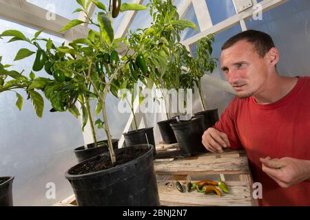 Chilischüte im Bio-Garten, die von Häftlingen im Rahmen des Programms "Sustainability in Prison", Cedar Creek Corrections Center, Washington, USA, gepflegt wird. Sep Stockfoto