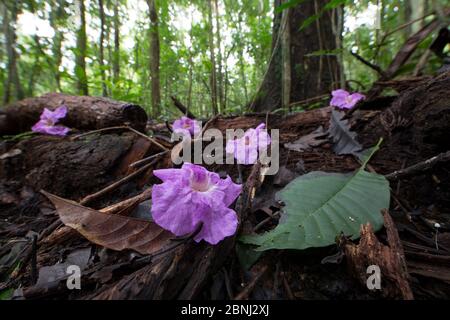 Jacaranda Blumen fallen auf dem tropischen Regenwald Boden, Barro Colorado Insel, Gatun See, Panama Kanal, Panama. Stockfoto