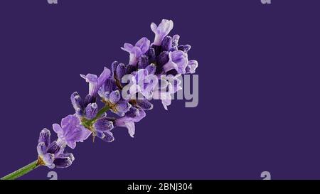 Schopavendel, Schmetterling Lavendel Latein Lavandula stoechas, stammt ursprünglich aus den sonnendurchfluteten Küstenregionen des Mittelmeers Stockfoto