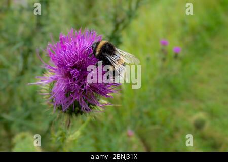 Hummel auf einer gemeinsamen Kratzdistel, Cirsium vulgare. Stockfoto