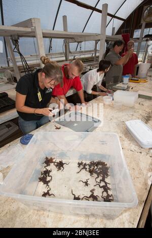 Insassen des Cedar Creek Corrections Center und Biologen, die Fotos von Oregon-Geflecktem Frosch (Rana pretiosa) machen. Gefangene in diesem Werk sind Stockfoto