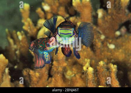 Grüne mandarinfish (Synchiropus splendidus) Paar umwerben und Paarung bei Sonnenuntergang, Sulu See, Philippinen Stockfoto