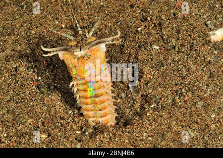 Bobbit Wurm (Eunice Aphroditois) kommt aus Höhle in der Nacht, Sulu Sea, Philippinen Stockfoto