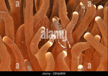 Gewöhnlicher Garnelen (Periclimenes tosaensis) in Pilzkorallen (Heliofungia actiniformis) Sulu Sea, Philippinen Stockfoto