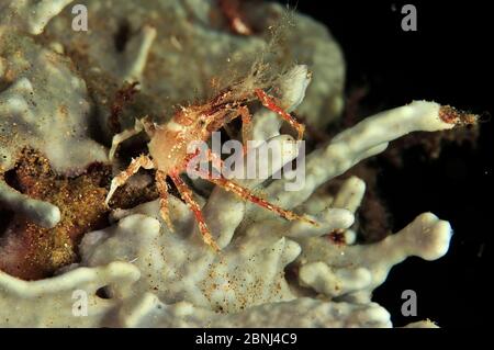 Spinnenkrabbe (Achaeus spinosus) auf einer Koralle in der Nacht, Sulu Sea, Philippinen Stockfoto