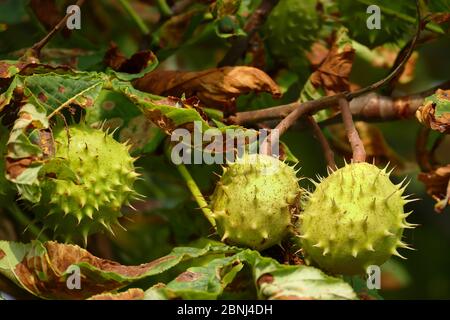 Kastanien auf dem Baum - Blätter von minier Motten befallen Stockfoto