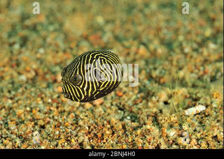 Riese / Sternpufferfisch (Arothron stellatus) juvenil, Sulu Sea, Philippinen Stockfoto