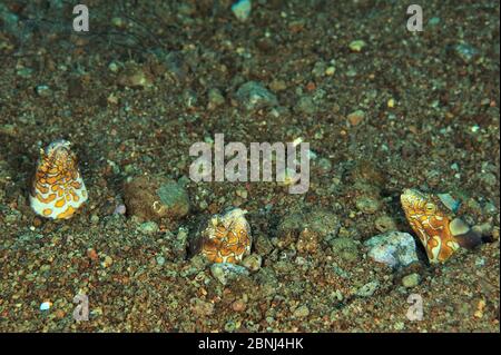 Bonapart's / Napoleon Schlangenaale (Ophichthus bonaparti) Köpfe über dem Meeresboden, Sula Sea, Philippinen Stockfoto