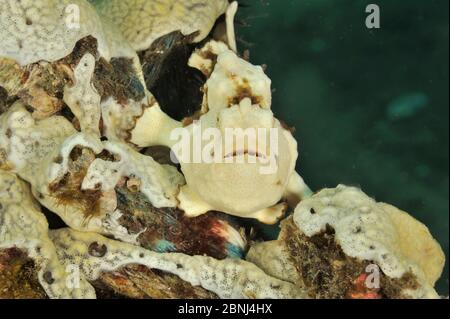 Anglerfisch (Antennarius pictus) in Cremephase, Sulu Sea, Philippinen Stockfoto